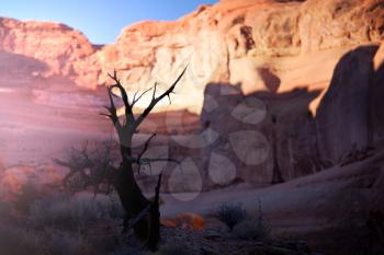 dry tree in Arches National Park,USA