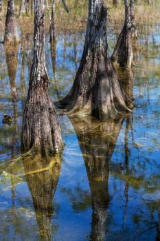 Landscapes in Everglades National Park
