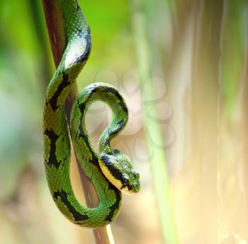 snake in green grass