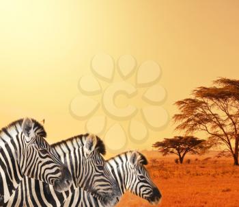zebras at sunset