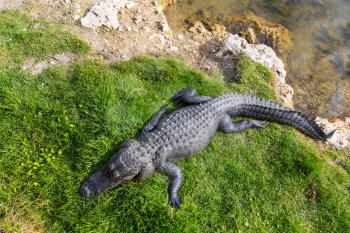 Alligator in Florida
