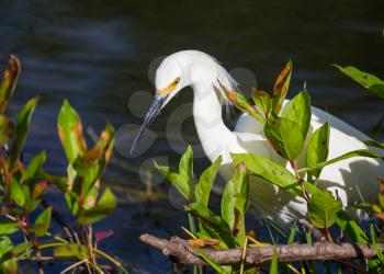 snowy egret in Everglades National Park, Florida.