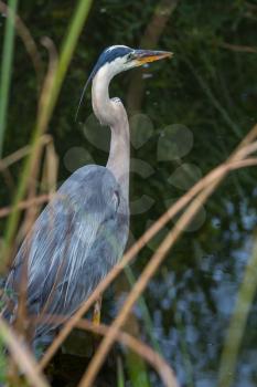 Great blue Heron in Everglades NP,Florida