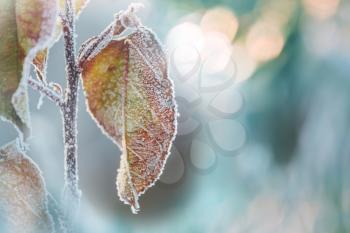 frosty leaves in winter forest.