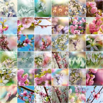 Spring garden collage,blossoming tree and flowers set.