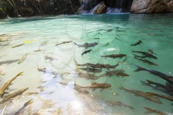 Fishes swimming in a pond, Erawan waterfall, Thailand