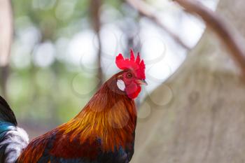 Rooster on Hawaii