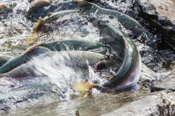 salmon spawning