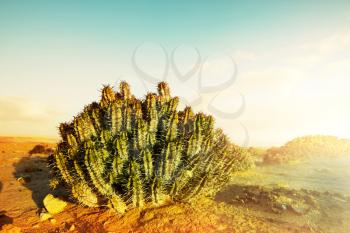Cactus in Western Sahara