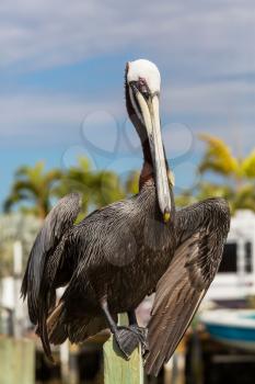 Pelican in Florida