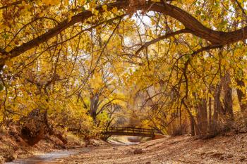 Amazing wooden bridge in the autumn forest