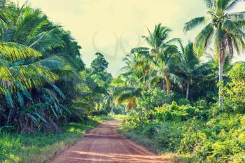 Dirt road in remote jungle