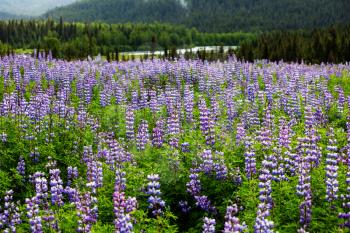 Meadow in Alaska