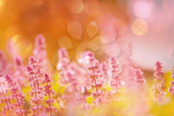 mint flowers in garden