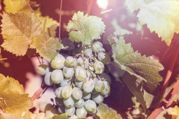 Vineyard in the autumn season