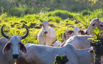 Zebu cow cattle in a farm in the Costa Rica