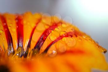 Close up on orange flower  with water drops
