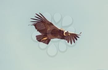 Flying condor in the Colca canyon,Peru