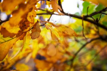 Colorful yellow leaves in Autumn season. Close-up shot. Suitable for background image.