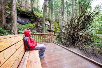 Tourist on bench in Hoh rain forest in Olympic national park, Washington, USA