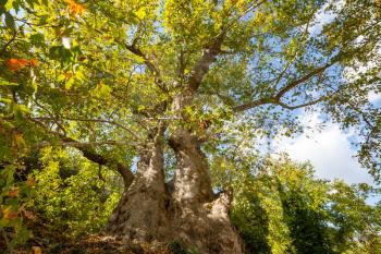 Unusual Big Platanus tree in Turkey. Green natural concept