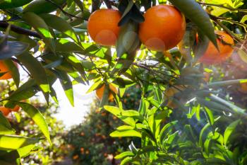 Tangerine garden in the Turkey