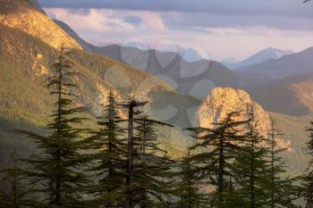 Cedar trees in mountains, Turkey