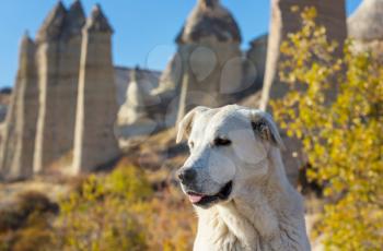 Dog among famous Cappadocia sandstone formations, Turkey