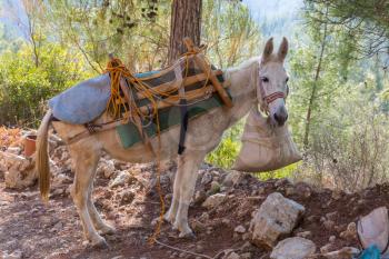 donkey caravan  in Fann mountain, Tajikistan