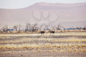 Ostrich running with high speed along the road in Namibia desert