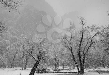 Snowfall in Yosemite National Park in California, USA.  Winter landscape.