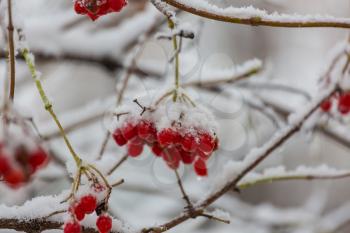 Red frozen berries viburnum in the winter season