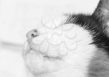 Black and white adult domestic cat portrait