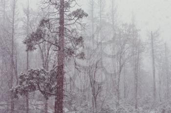 Snow covered trees in the winter forest