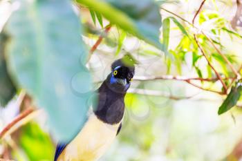 Plush-crested Jay or Cyanocorax chrysops bird in the forest of Iguazu Falls National Park,  Argentina
