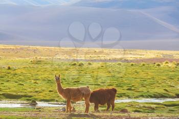 Llama in remote area of Bolivia