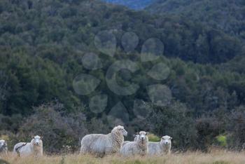 Sheeps in green mountain meadow, rural scene in New Zealand