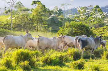 White cows and bulls on the green grassland