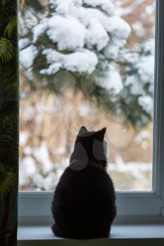 Black and white cat looking through a  window to the winter garden