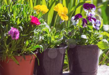 summer flowers in  pots in the green  garden