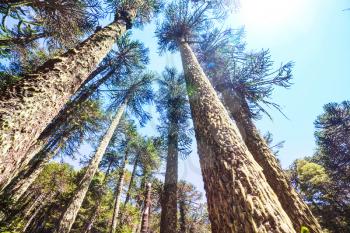 Unusual Araucaria (Araucaria araucana) trees in Andes mountains, Chile