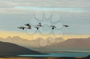 Birds flight over Patagonia mountains in Argentina, South America