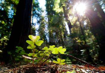 Clover in a dark forest in the morning light in summer season