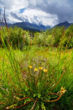 Arctic landscapes-flowers meadow in Alaska at summer season