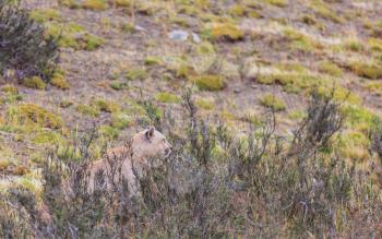 Wild Cougar (Puma concolor) in Torres del Paine national park, Chile.