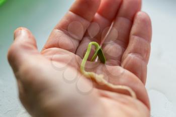 Small green sprout in hand