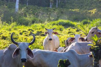 Zebu cow cattle in a farm in the Costa Rica 