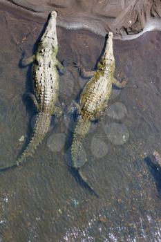 crocodile site in Costa Rica, Central America