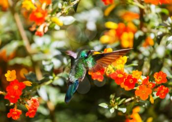 Colorful Hummingbird in Costa Rica, Central America