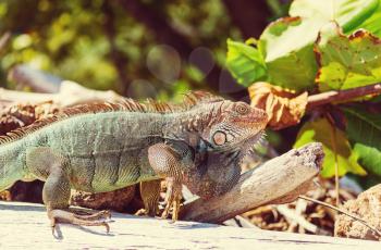 Wild green iguana in Costa Rica